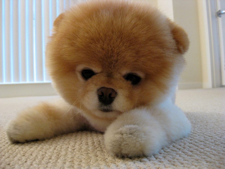 Померанский шпиц щенок Boo