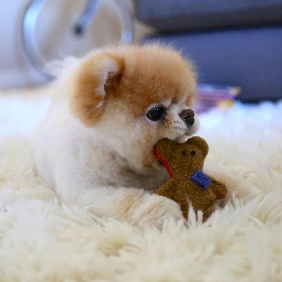 Померанский шпиц щенок Boo