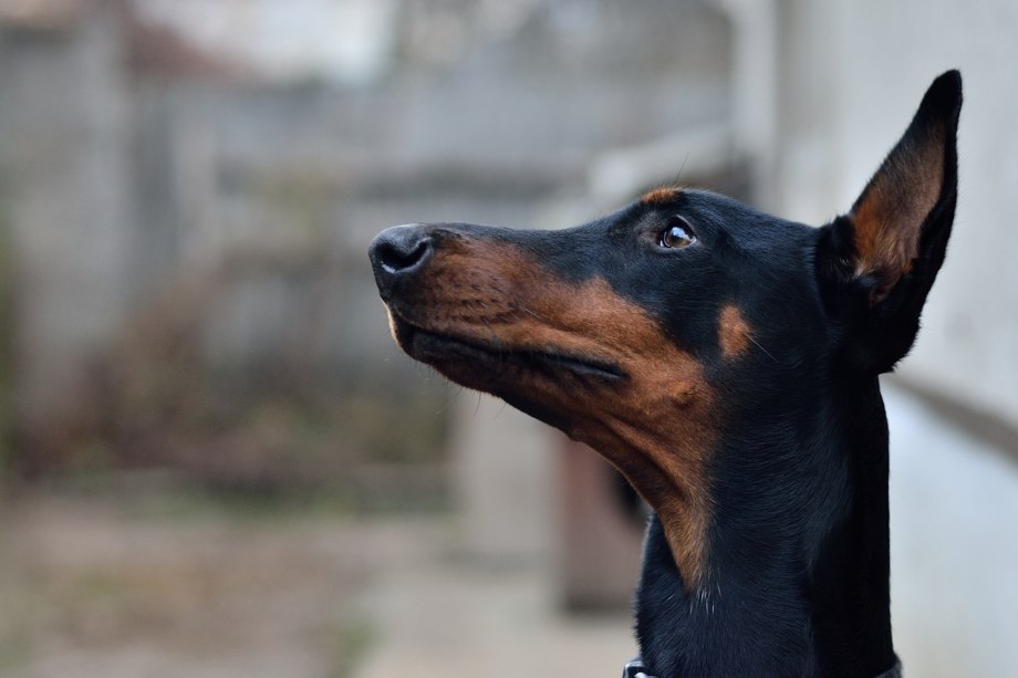 Doberman Pharaoh