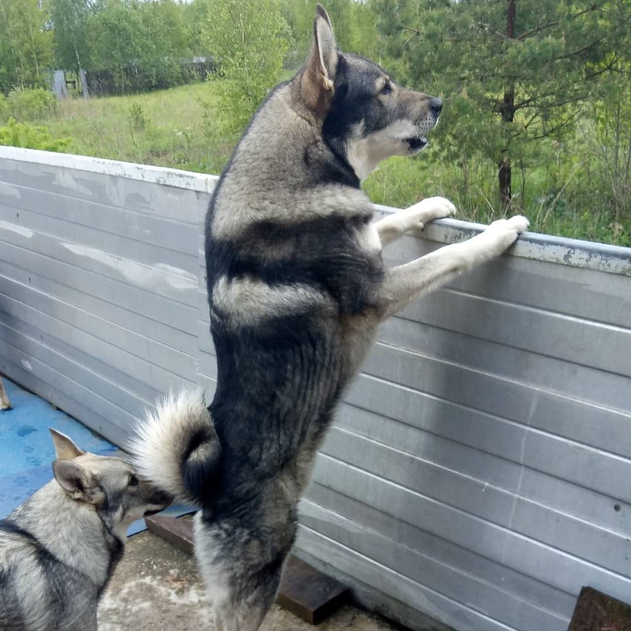 Норвежская охотничья лайка