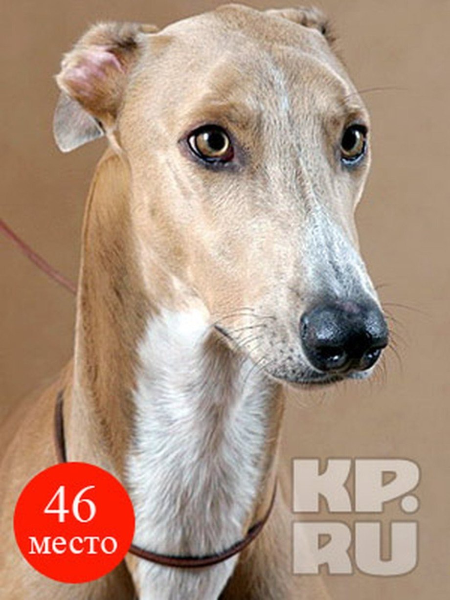 Борзая Грейхаунд кори