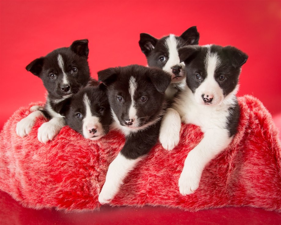 Dog born. Karelian Bear Dog. Karelian Bear Dog Puppy. Лайки. Карельская медвежья собака щенки новорождённые.