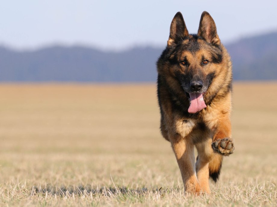 German Shepherd немецкая овчарка