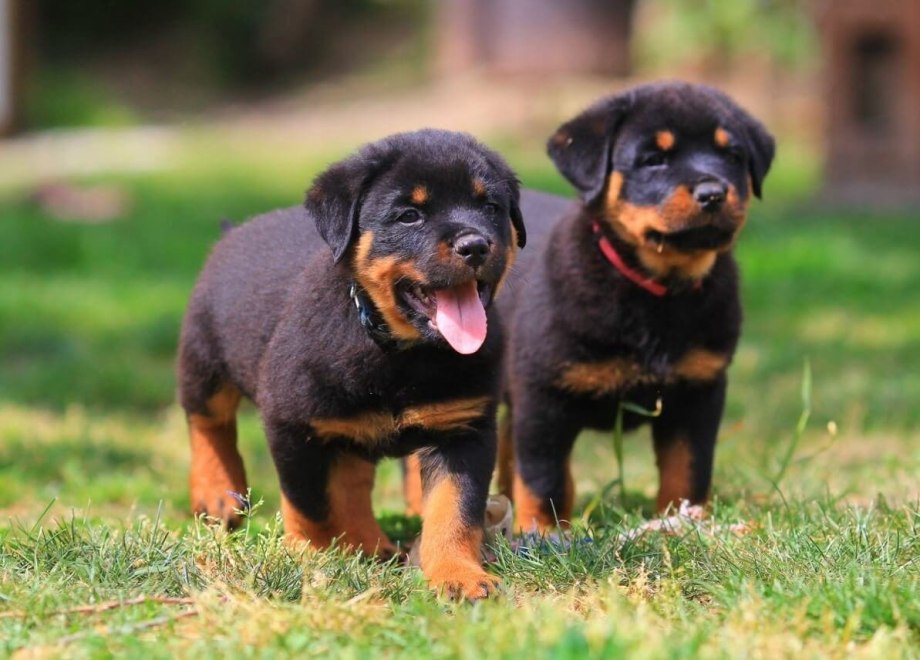 Ротвейлер / Rottweiler (147) к