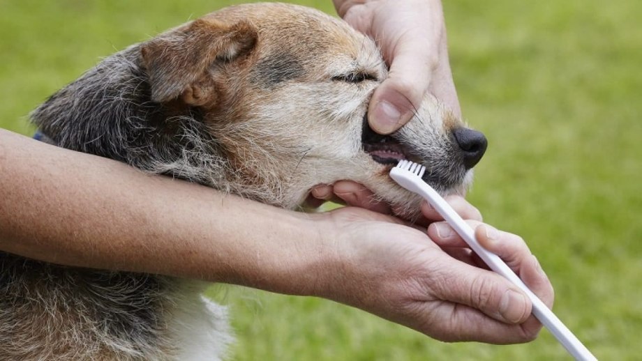 Зубная паста для собак Pet Toothpaste