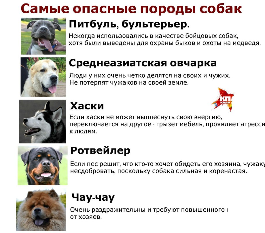 Привитая собака что делать