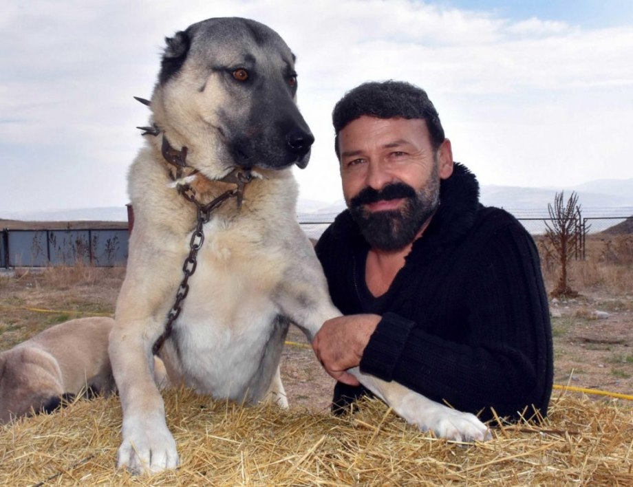 Турецкий кангал