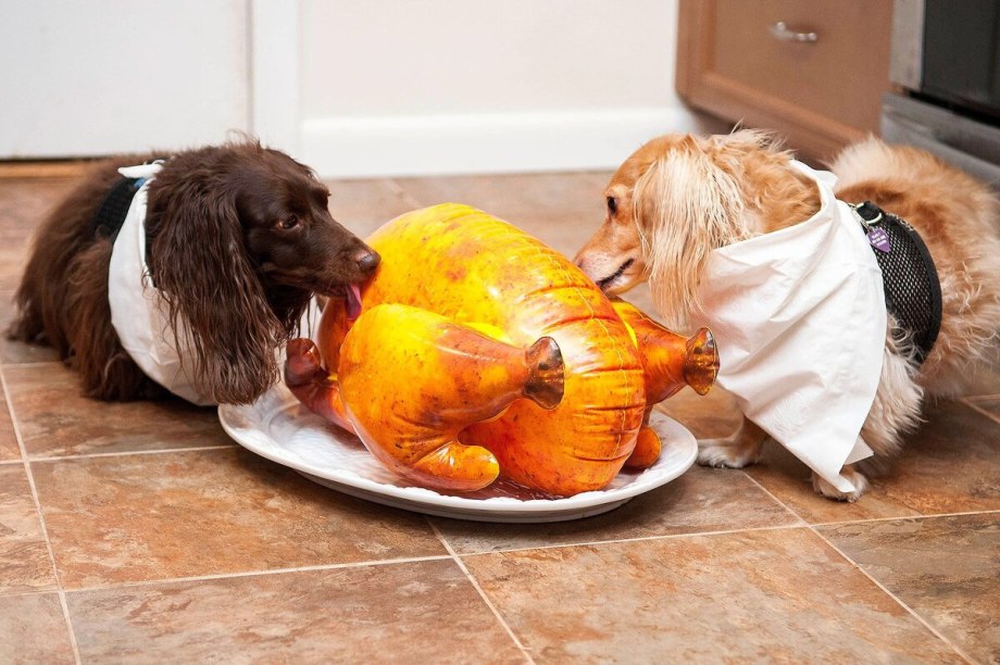 How to Feed a Labrador Diet