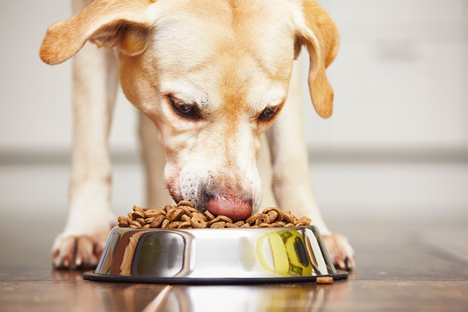 Puppy eat