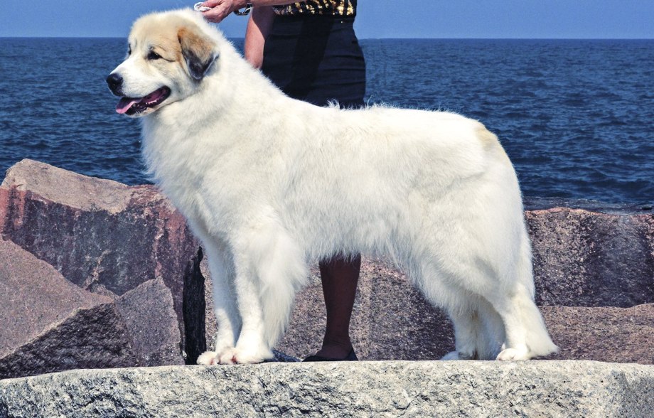Great Pyrenees порода