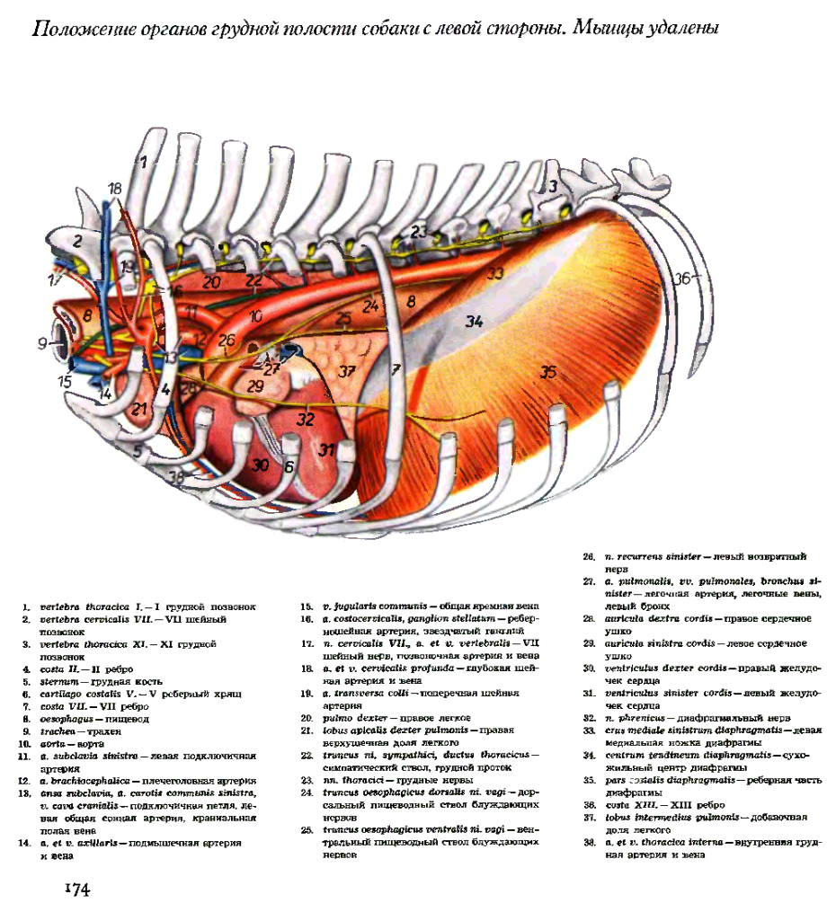 Рисунки грудной полости