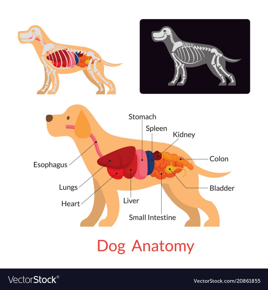 Анатомия собаки