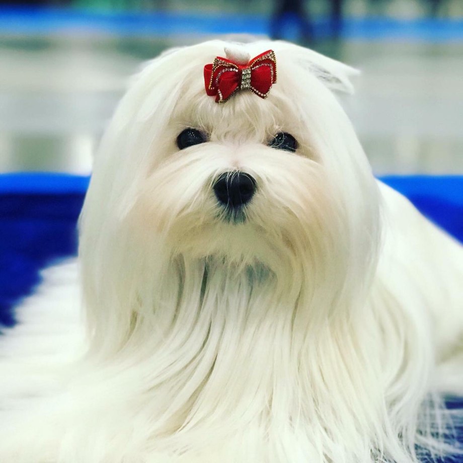 Болонка мальтезе мини