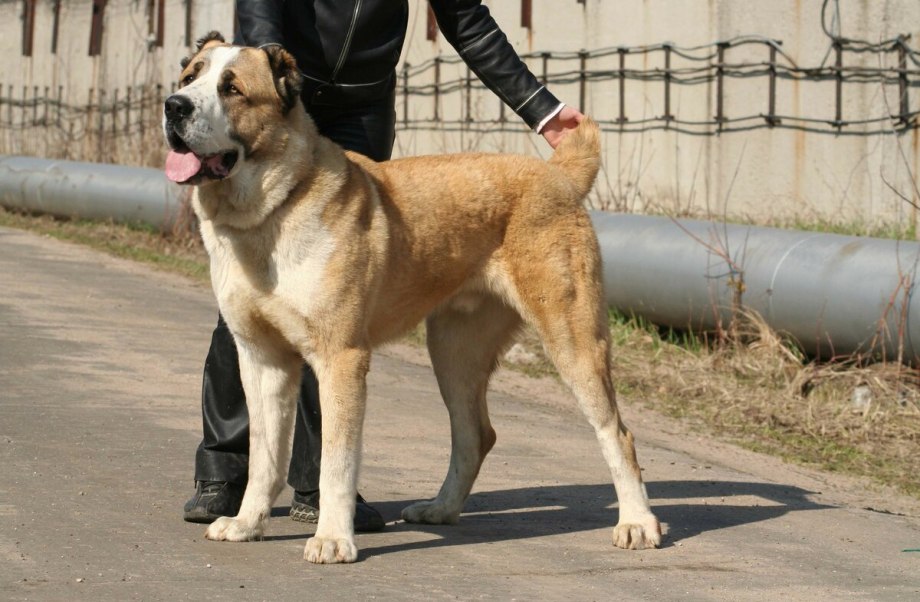 Азиатская овчарка алабай