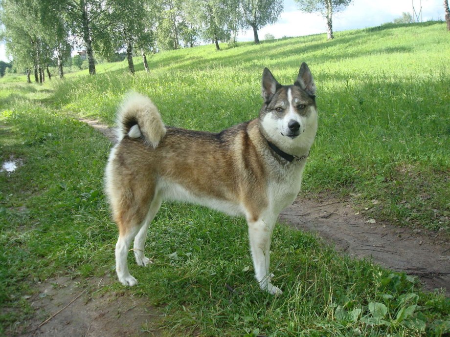 Сибирская лайка