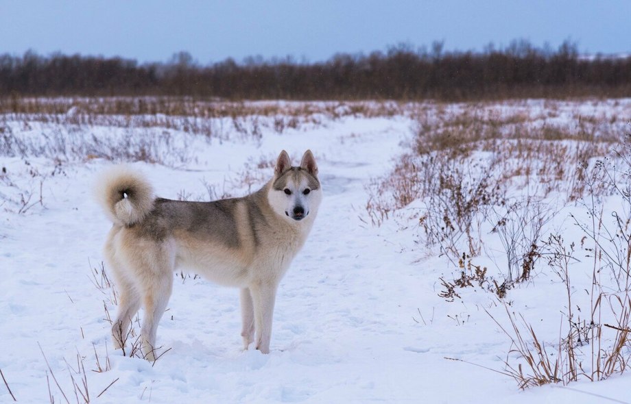 Восточно Сибирская лайка рыжая
