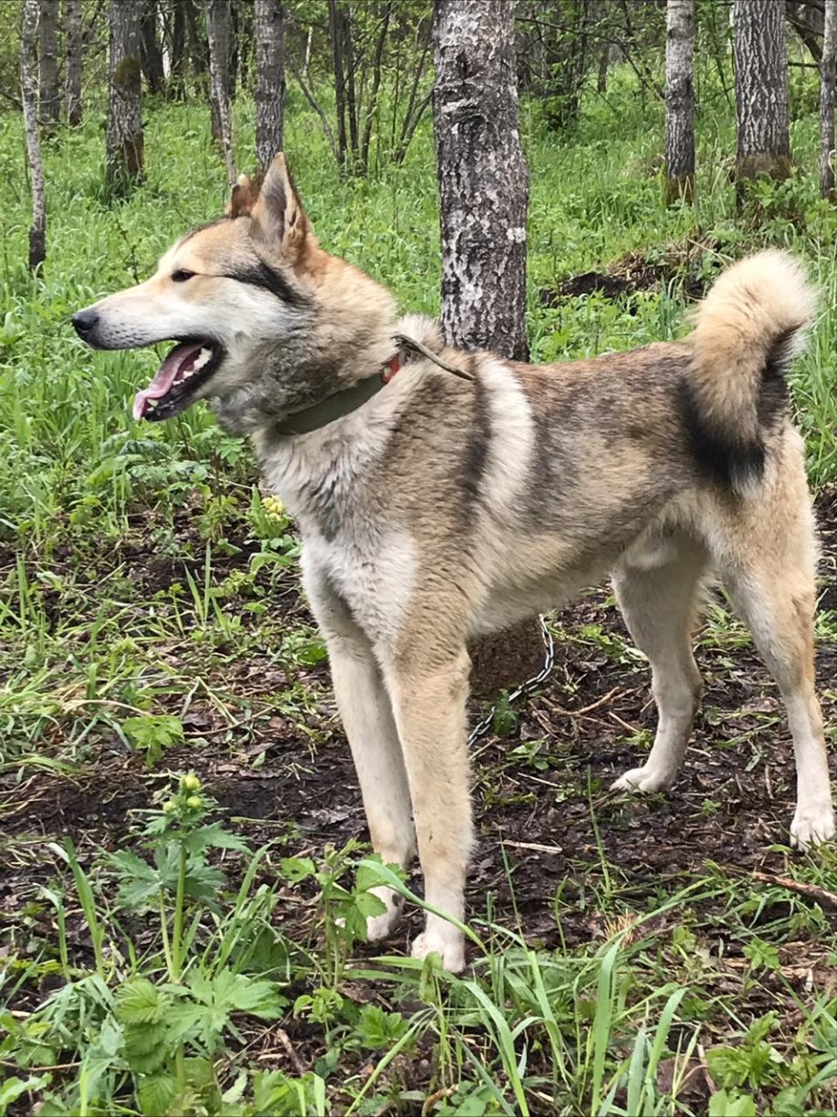 Западно Сибирская лайка