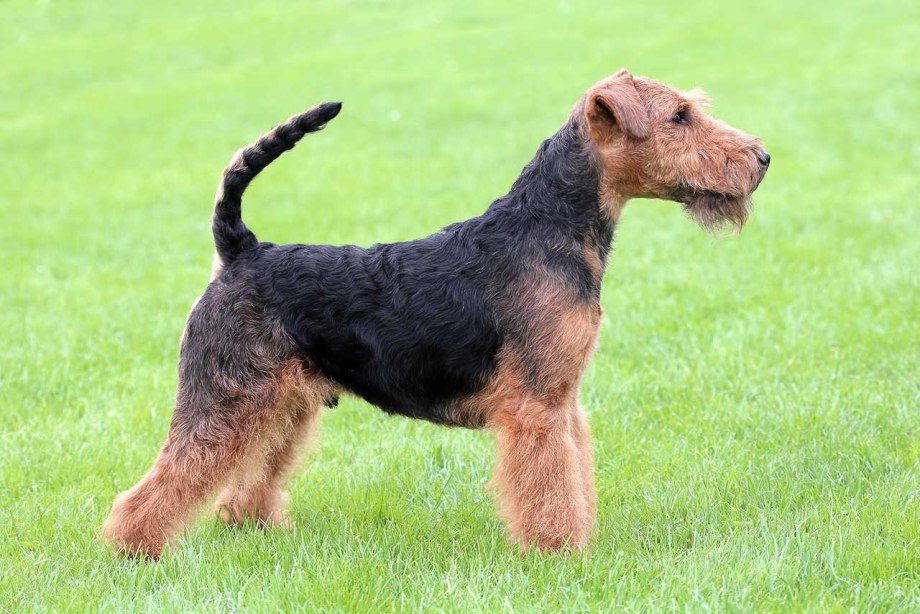 Фокстерьер (Fox Terrier)