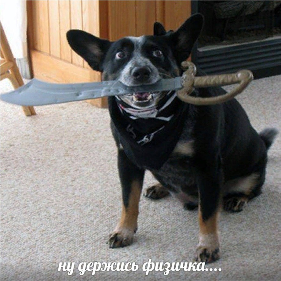 Смешная собака с ножом