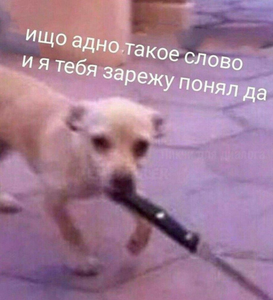 Маленькая собака с ножом