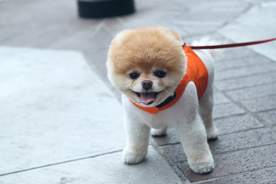 Померанский шпиц Boo