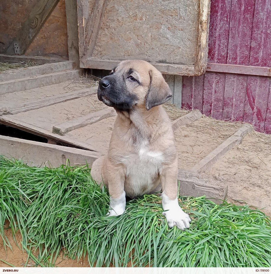 Кангальская овчарка / Kangal Shepherd Dog
