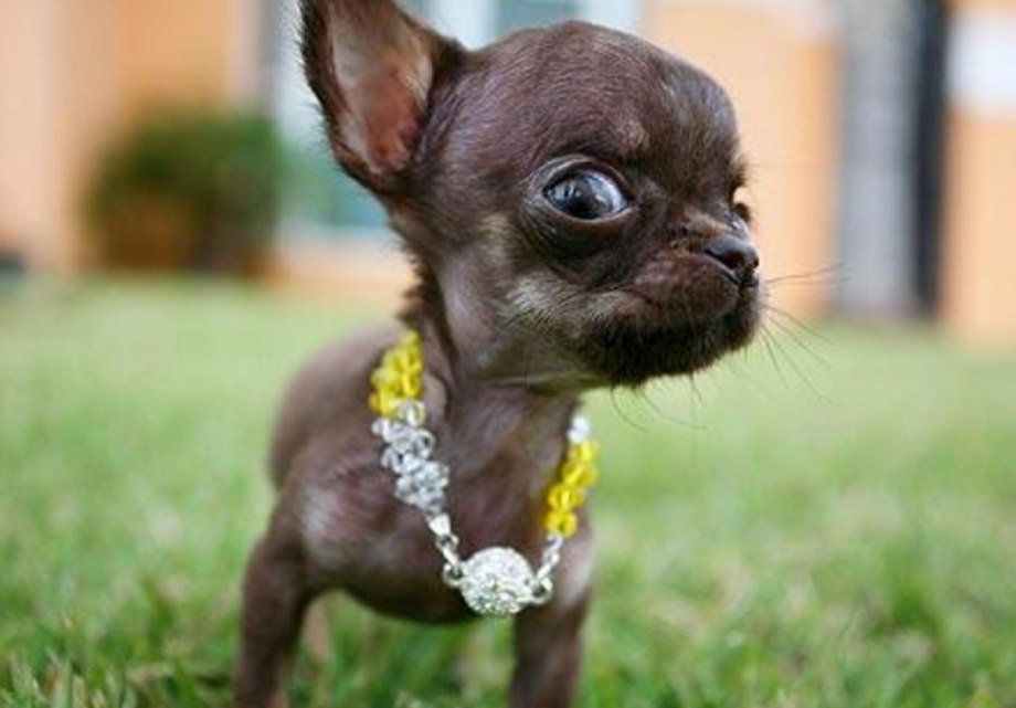 Померанский шпиц jiffpom