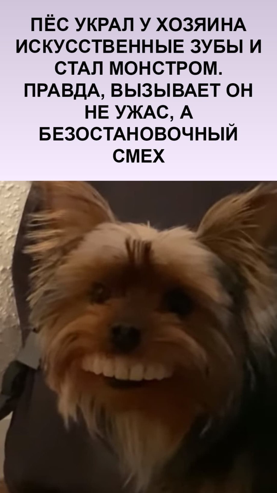 10. Тибетский мастиф