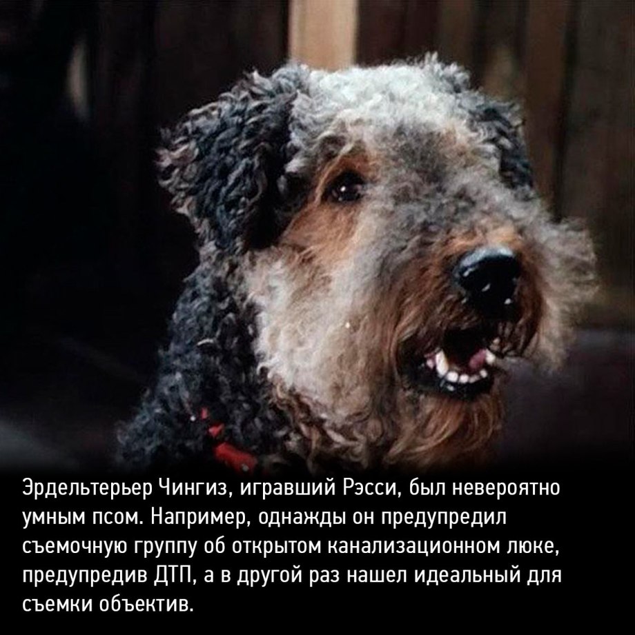 Леонбергер собака щенок