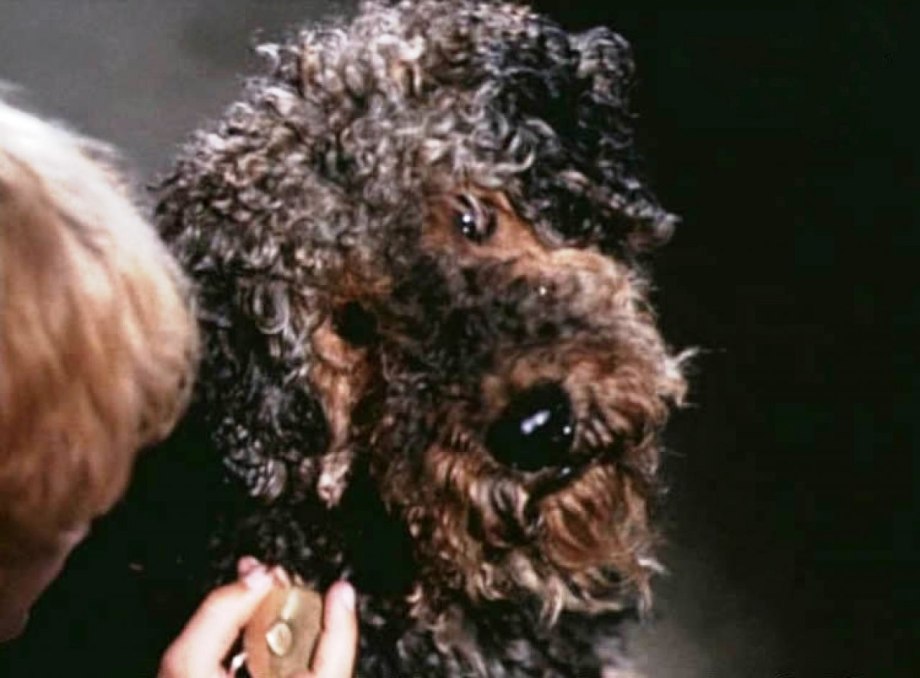 Dog's best friend 1997