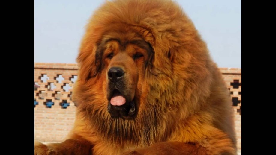 Эрдельтерьер нестриженный