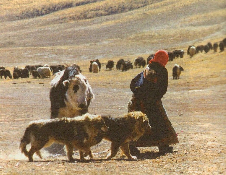 Монгольская пастушья