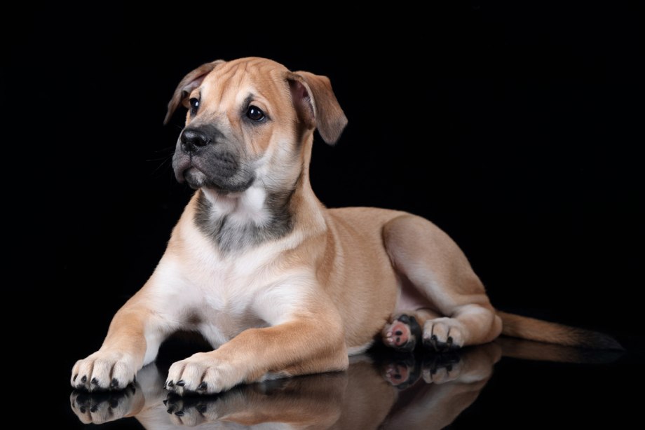 Эрдельтерьер Airedale Terrier