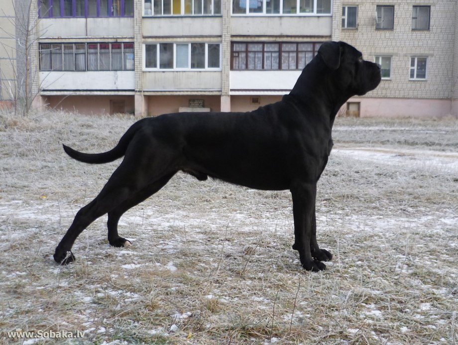 Кане Корс не купированый