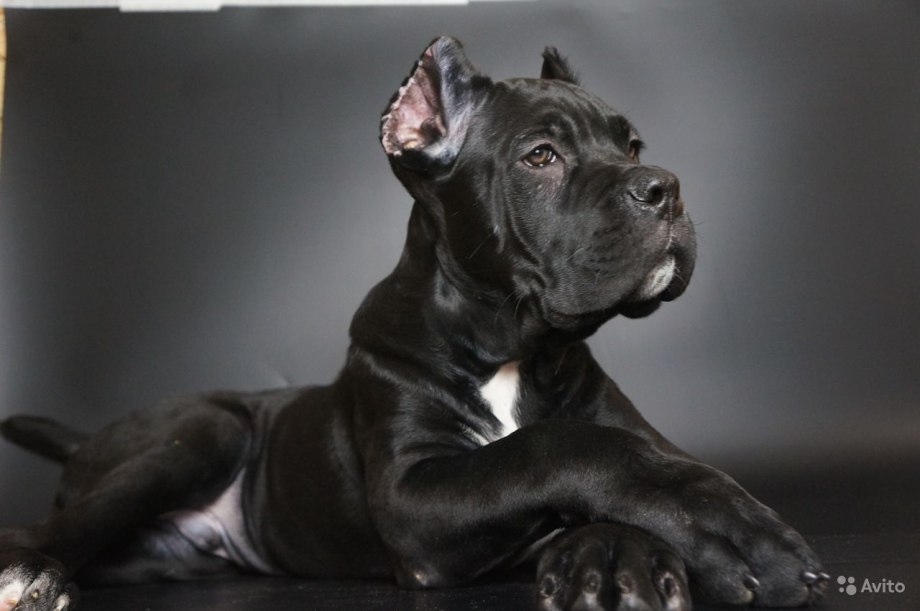 Cane Corso Running