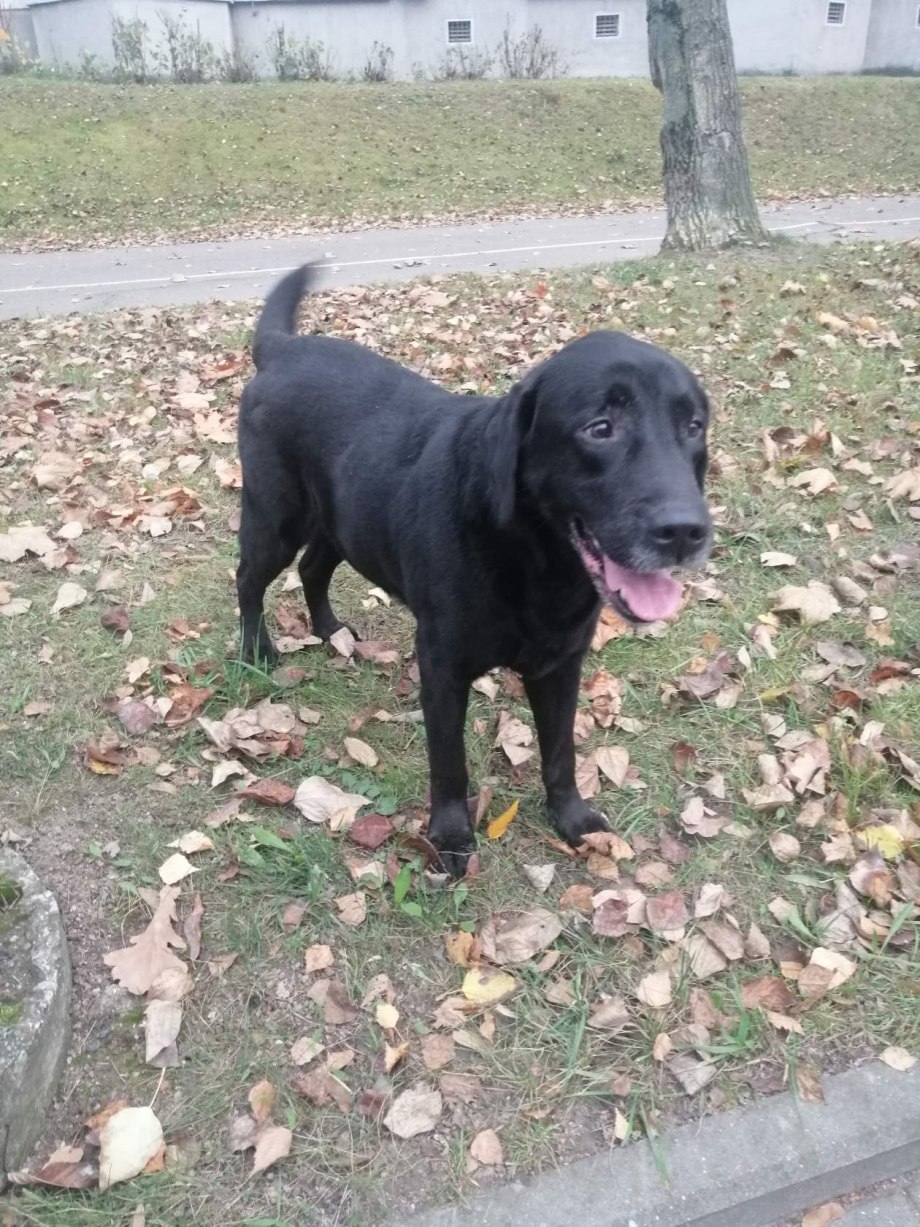 Labrador лабрадор нашкодил