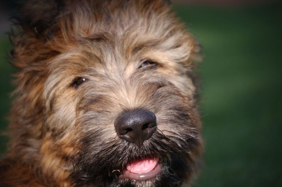Бриар / Briard (113) к