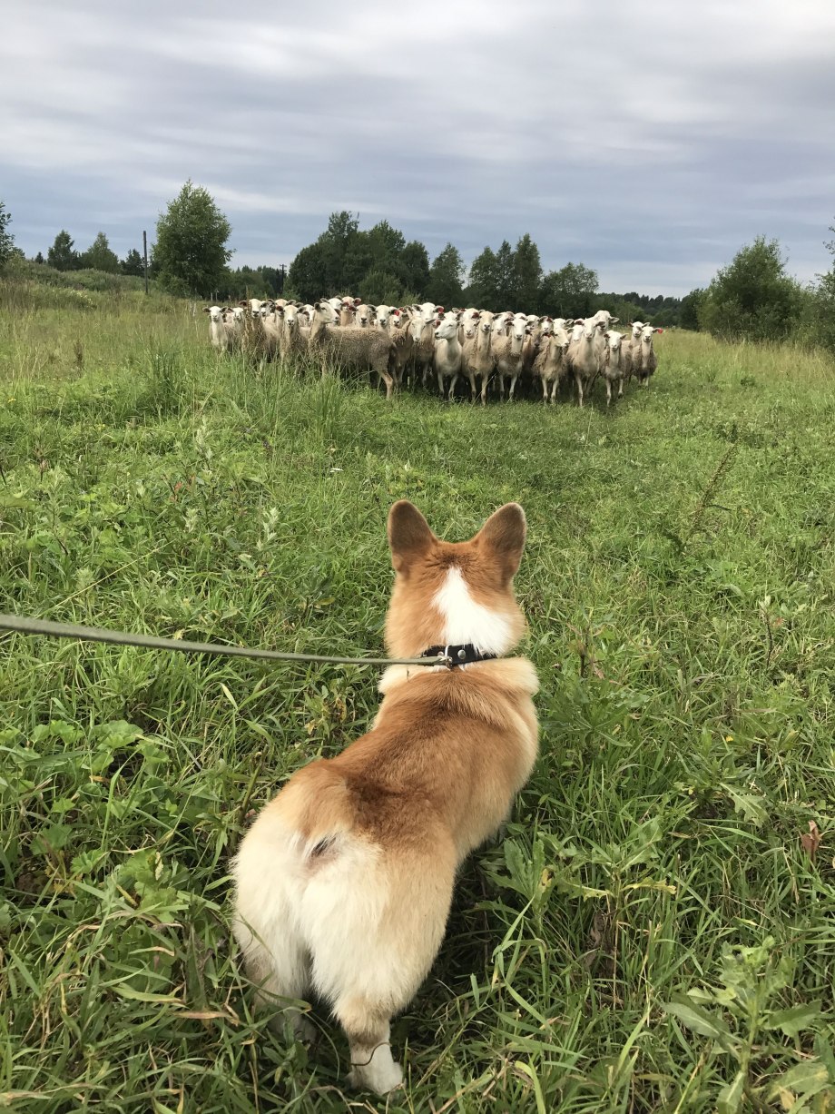 Вельш корги пастух