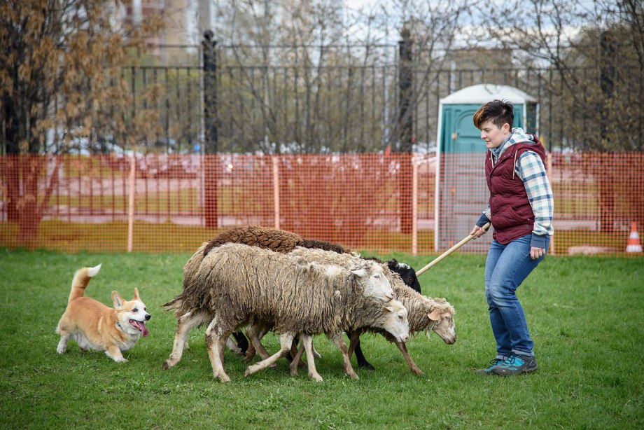 Вельш корги пасет овец в Англии