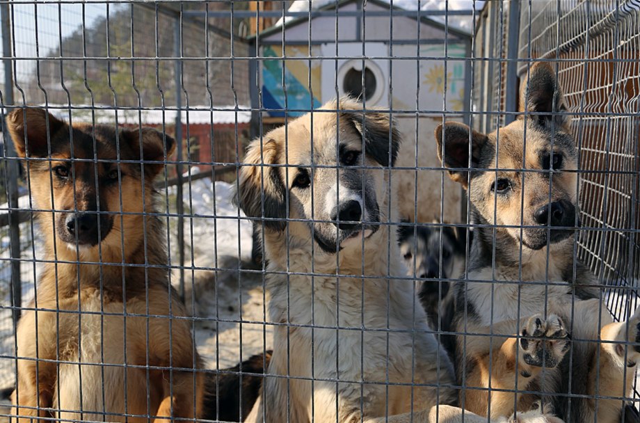 Приют для собак к9 Братск