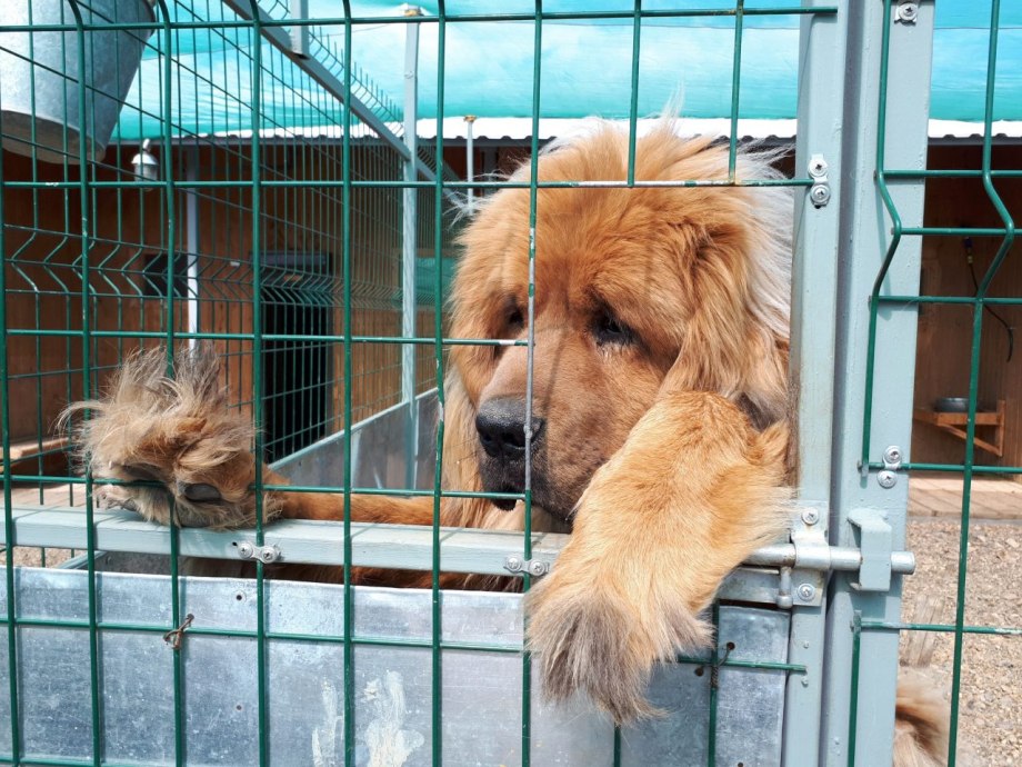 Собачий питомник