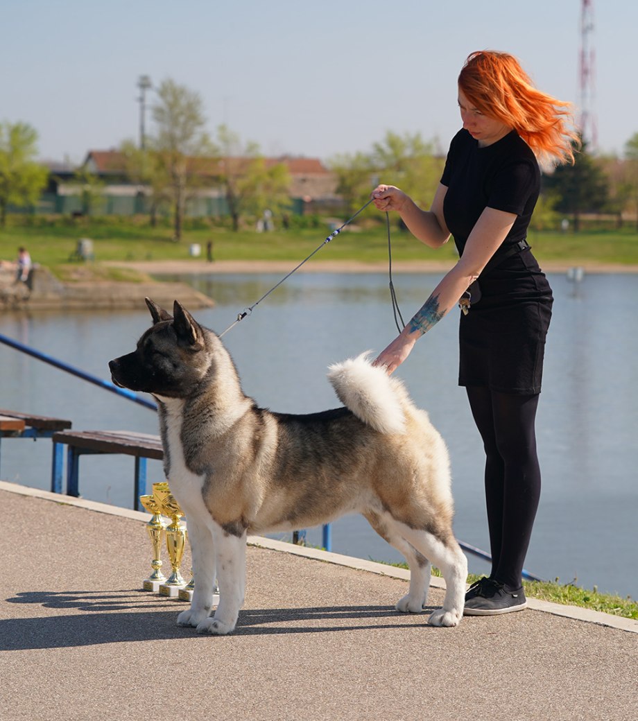 Приют для бездомных животных