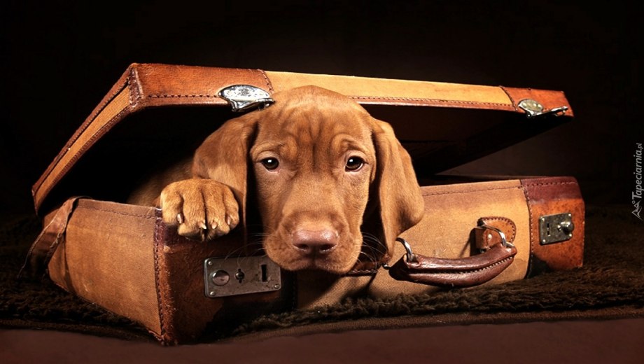 Собака на чемодане