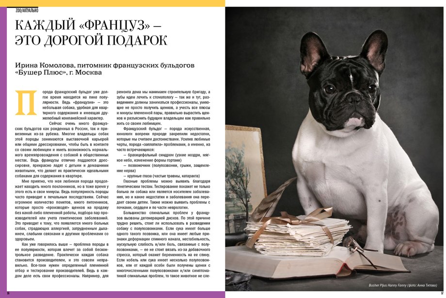 Доклад о французском бульдоге