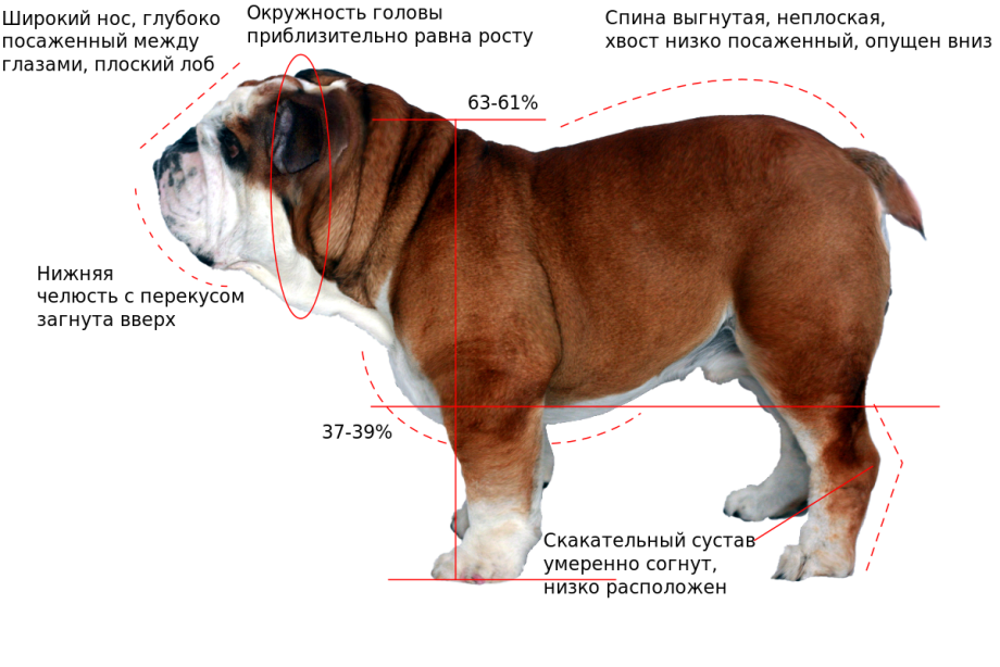 Французский бульдог