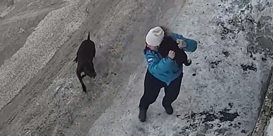 Бродячие собаки нападают