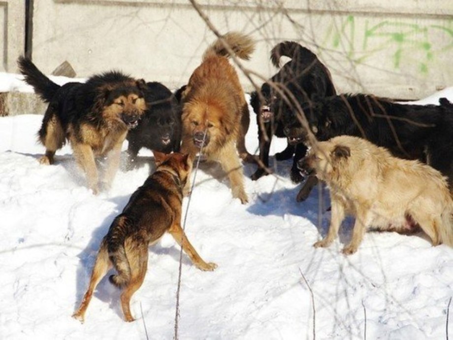 Нападение бездомных собак на людей