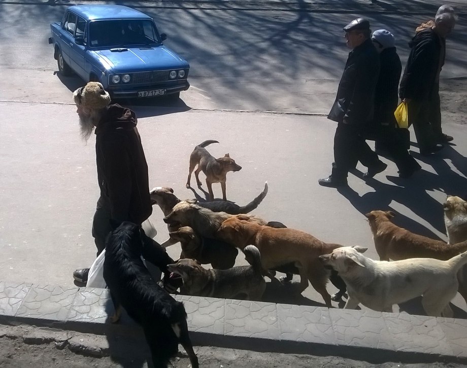 Злые собаки нападают на людей