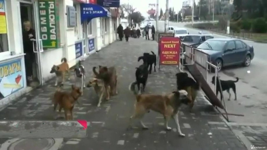 Бродячие собаки