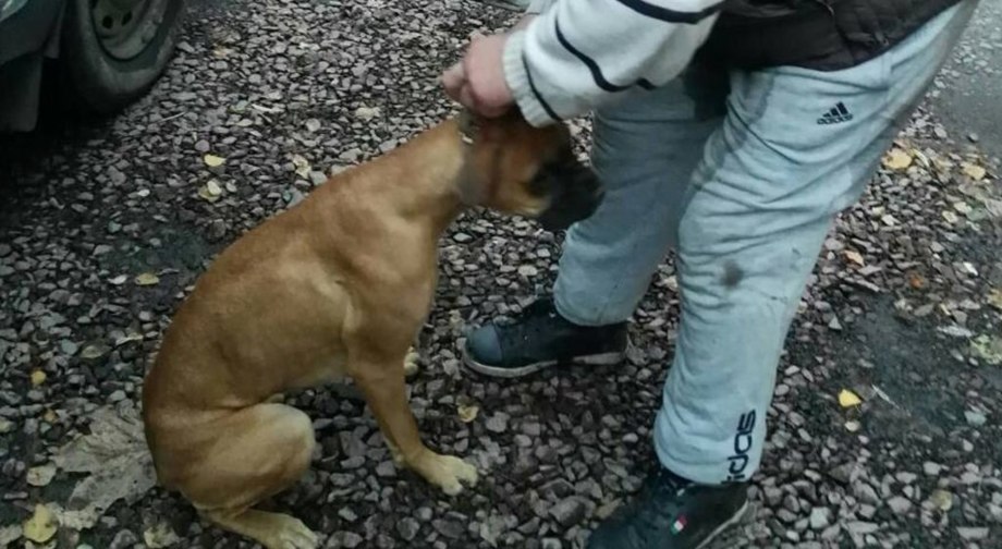 Собака напала на собаку